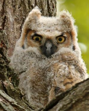 Competition entry: Baby Horned Owl