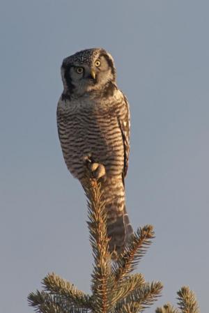 Competition entry: Hawk Owl