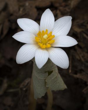 Competition entry: Bloodroot Unfolding