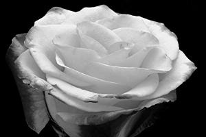 Competition entry: White Rose
