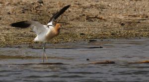 Competition entry: Amazing American Avocet during Spring Migration at Racine, WI