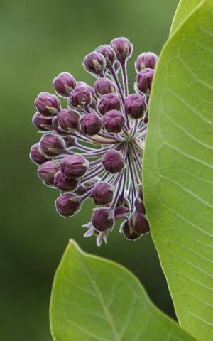 Competition entry: Milkweed Bloom