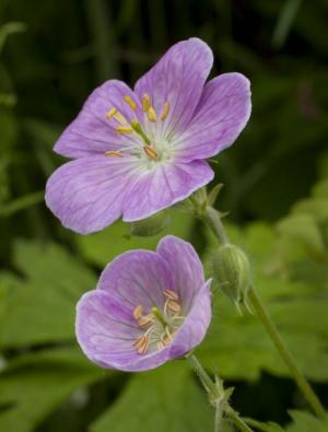 Competition entry: Pink Geraniums