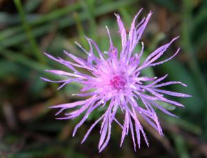 Competition entry: Spotted Knapweed
