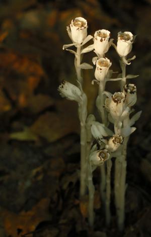 Competition entry: Indian Pipe Wildflower