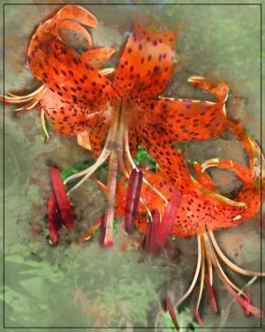 Competition entry: Tiger Lily