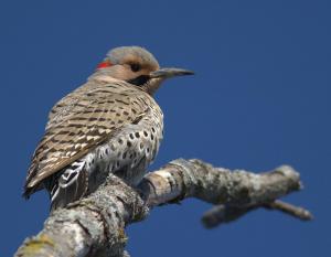 Competition entry: Northern Flicker