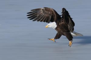 Competition entry: Eagle on the Run