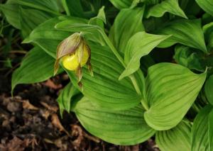Competition entry: Lady Slipper