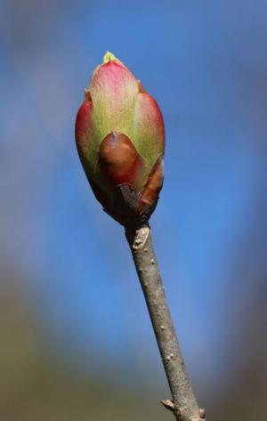 Competition entry: Spring Bud