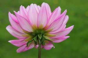 Competition entry: Dewy Dahlia