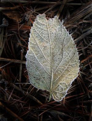 Competition entry: Frost on Leaf