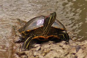 Competition entry: Red-eared Slider