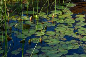Competition entry: Sunshine on the Lily Pond