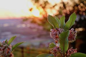 Competition entry: Common Milkweed at Sunset