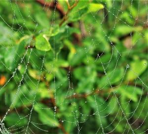 Competition entry: Dew on the Web