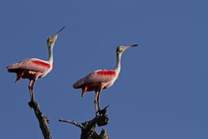 Competition entry: Spoonbills Salute to the Sun