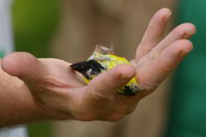 Competition entry: A bird in hand is worth...
