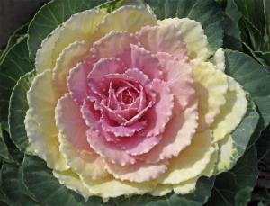 Competition entry: Flowering Cabbage