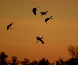 Competition entry: Sandhill Cranes Landing at Dawn