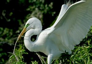 Competition entry: The Mating Season for this Great White Egret