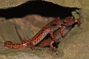 Competition entry: Cave Salamanders