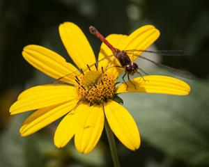 Competition entry: Dragon Fly on Flower