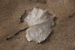 Competition entry: Leaf on Beach