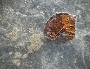 Competition entry: Leaf in ice #8