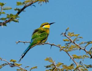 Competition entry: Swallow Tailed Bee Eater