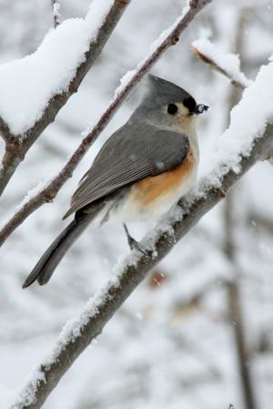 Competition entry: Tufted Titmouse in Snowstorm