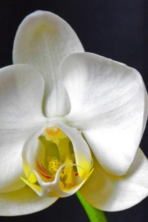 Competition entry: Beautiful Orchid