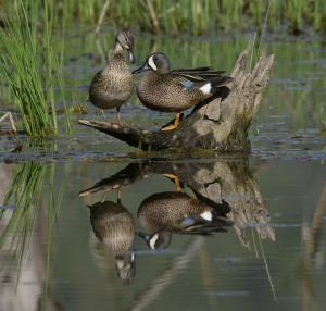 Competition entry: Blue-Winged Teal