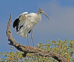 Competition entry: I Feel Pretty--Endangered Wood Stork