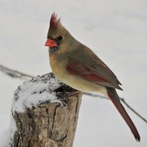Competition entry: Mrs. Cardinal