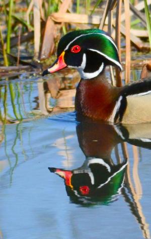 Competition entry: Wood Duck