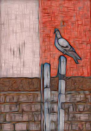 Competition entry: Pigeon Portrait