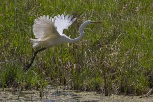 Competition entry: Elusive Egret