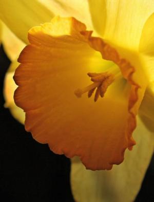 Competition entry: Sunshine Daffodil #2