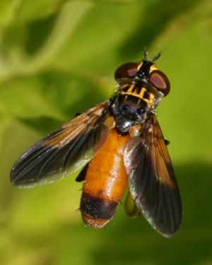Competition entry: Tachinid Fly