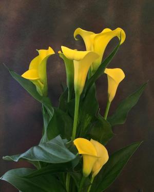 Competition entry: Calla Lily Trumpets