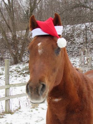 Competition entry: Equine Santa