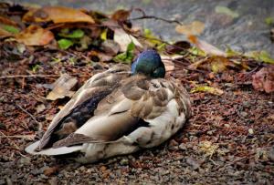 Competition entry: let sleeping ducks lie