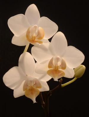 Competition entry: Three Orchids