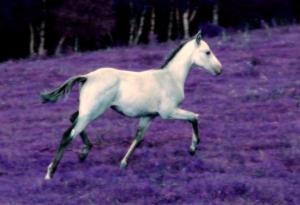 Competition entry: Galloping Ghost