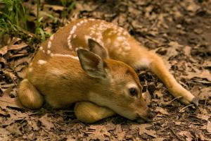 Competition entry: Fawn on Trail in Hixon Forest