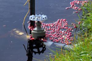 Competition entry: Berries Afloat