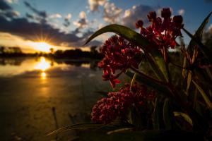 Competition entry: Milkweed at Sunset