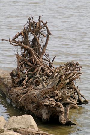 Competition entry: Driftwood