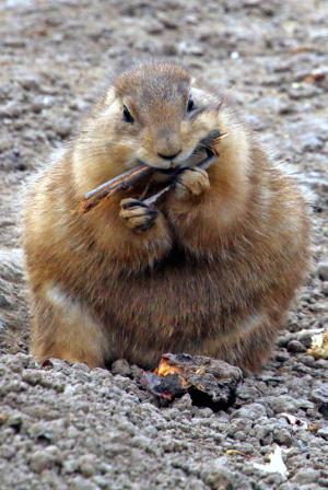Competition entry: Prairie Dog